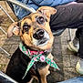 dog, pet, canine, bandana, collar, leash, outdoor, pavement, metal_chair, jacket, jeans, shoe, close_up, portrait, brown_fur, black_fur, shiny_nose, attentive, cute, looking_up