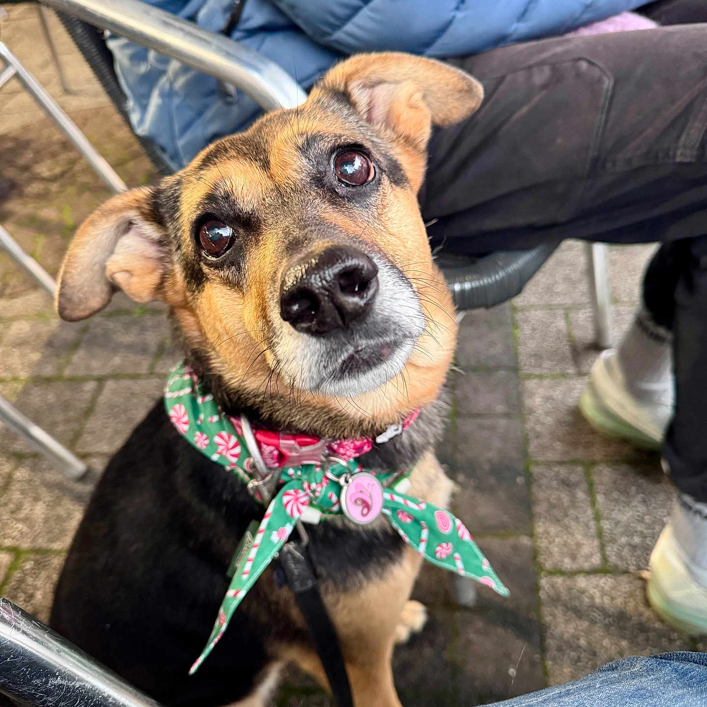 Yuna a rejoint le concours — aidez-le/la à gagner de superbes lots ! attentive, bandana, black_fur, brown_fur, canine, close_up, collar, cute, dog, jacket, jeans, leash, looking_up, metal_chair, outdoor, pavement, pet, portrait, shiny_nose, shoe