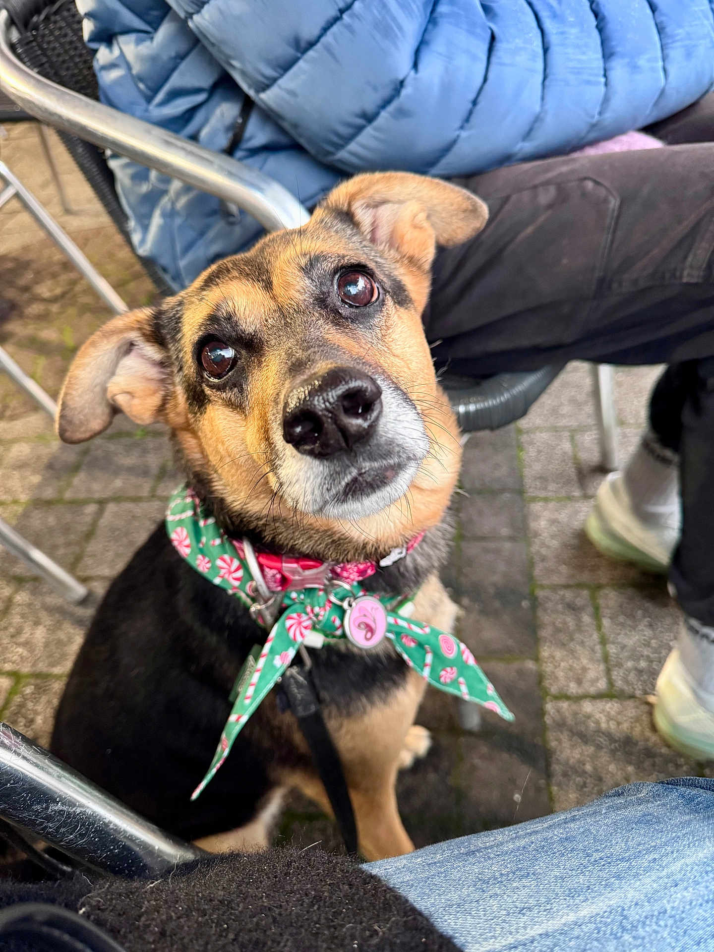 Yuna a rejoint le concours — aidez-le/la à gagner de superbes lots ! dog, pet, canine, bandana, collar, leash, outdoor, pavement, metal_chair, jacket, jeans, shoe, close_up, portrait, brown_fur, black_fur, shiny_nose, attentive, cute, looking_up