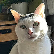 Rosy a rejoint le concours — aidez-le/la à gagner de superbes lots ! cat, white_cat, green_eyes, whiskers, ears, pink_nose, close_up, portrait, indoor, sunlight, wooden_furniture, drawer, chair, plant, potted_plant, curtain, fur, domestic_animal, cute, curious