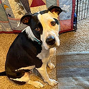 Stormie joined the competition — help win amazing prizes! dog, pet, black_and_white, indoor, carpet, quilt, bedding, crate, curious, sitting, portrait, eyes, ears, collar, paw, nose, looking_up, home, cozy, floor