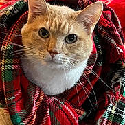 Jack is registered to the contest to win money with this photo: cat, ginger_cat, pet, blanket, plaid, red, whiskers, ears, close_up, portrait, cozy, snug, fur, tabby, wide_eyes, indoor, fabric, sofa, holiday_vibes, cute