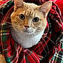 cat, ginger_cat, pet, blanket, plaid, red, whiskers, ears, close_up, portrait, cozy, snug, fur, tabby, wide_eyes, indoor, fabric, sofa, holiday_vibes, cute