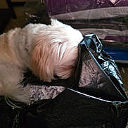 Daisy joined the competition — help win amazing prizes! animal, background_blur, black_bag, blue_item, close_up, curious, dog, floor, fur, household, indoor, paper, pet, plastic_bag, purple_item, shredded_paper, sniffing, stuffed, texture, white_dog