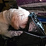 animal, background_blur, black_bag, blue_item, close_up, curious, dog, floor, fur, household, indoor, paper, pet, plastic_bag, purple_item, shredded_paper, sniffing, stuffed, texture, white_dog