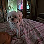 bed, blanket, brown_dog, cabinet, collar, curtains, dog, domestic, floor, furniture, household, indoor, mirror, pet, reflection, room, striped_bedspread, television, white_dog, wooden_furniture