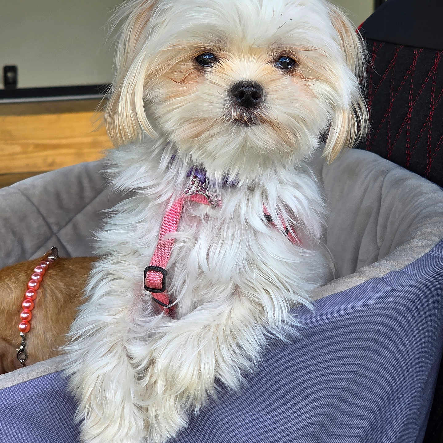 Daisy joined the competition — help win amazing prizes! animal, background_dog, close_up, collar, companion, cozy, cute, dog, domestic, fluffy, furry, household, indoor, leash, looking_at_camera, pet_bed, pink_harness, portrait, resting, white_fur