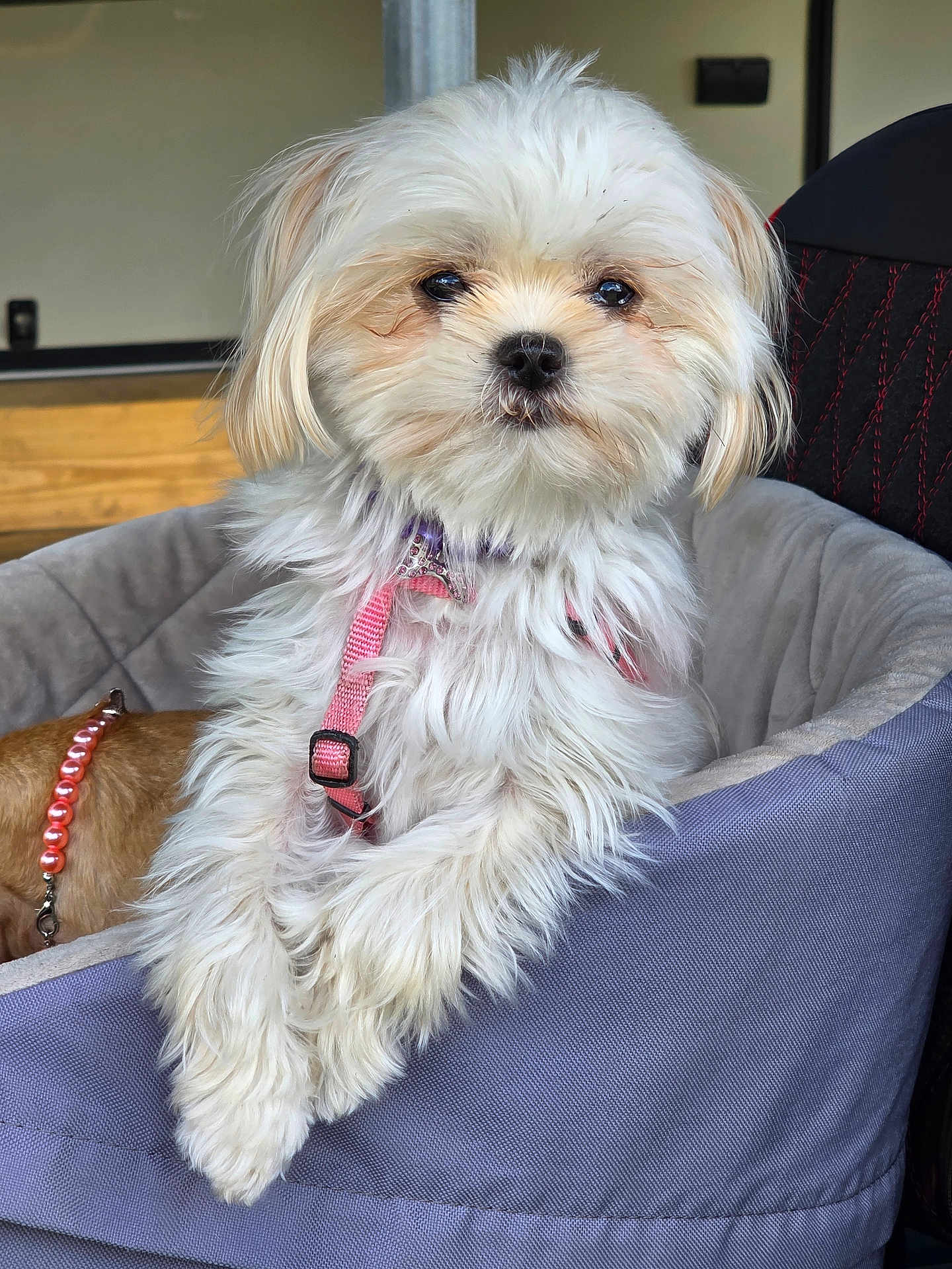 Daisy