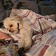 Daisy joined the competition — help win amazing prizes! dog, bed, blanket, striped_blanket, sleeping, pet, cozy, resting, fur, indoor, comfort, brown_dog, white_dog, collar, soft_lighting, textile, human_arm, domestic_animal, animal, relaxation