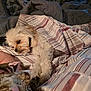 dog, bed, blanket, striped_blanket, sleeping, pet, cozy, resting, fur, indoor, comfort, brown_dog, white_dog, collar, soft_lighting, textile, human_arm, domestic_animal, animal, relaxation