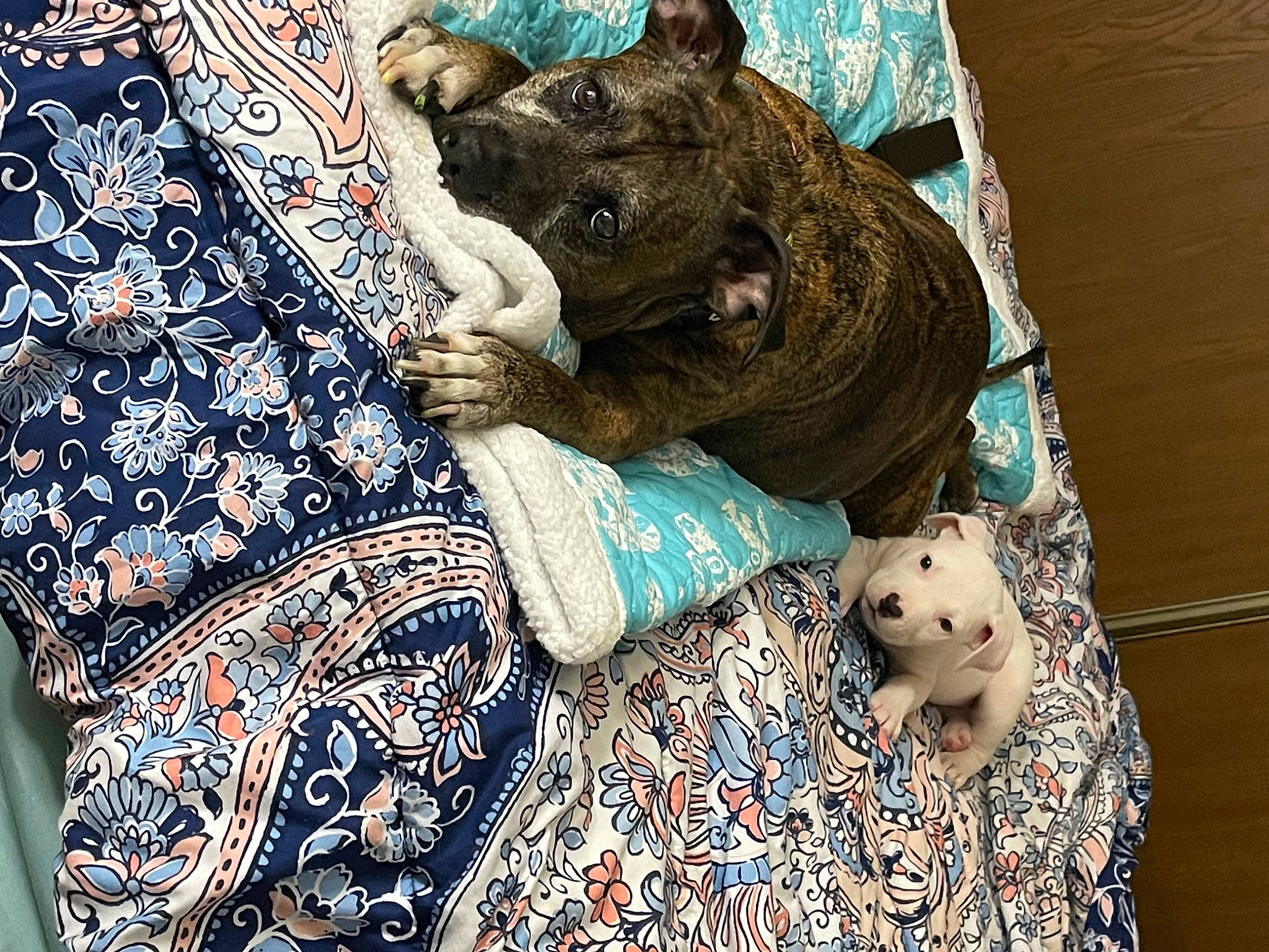 Sarabi is registered to the contest to win money with this photo: bedding, carnivore, comfort, companion_dog, dog, dog_breed, dog_supply, domestic_short_haired_cat, felidae, fur, linens, pattern, pillow, small_to_medium_sized_cats, snout, sporting_group, terrestrial_animal, throw_pillow, whiskers, working_animal