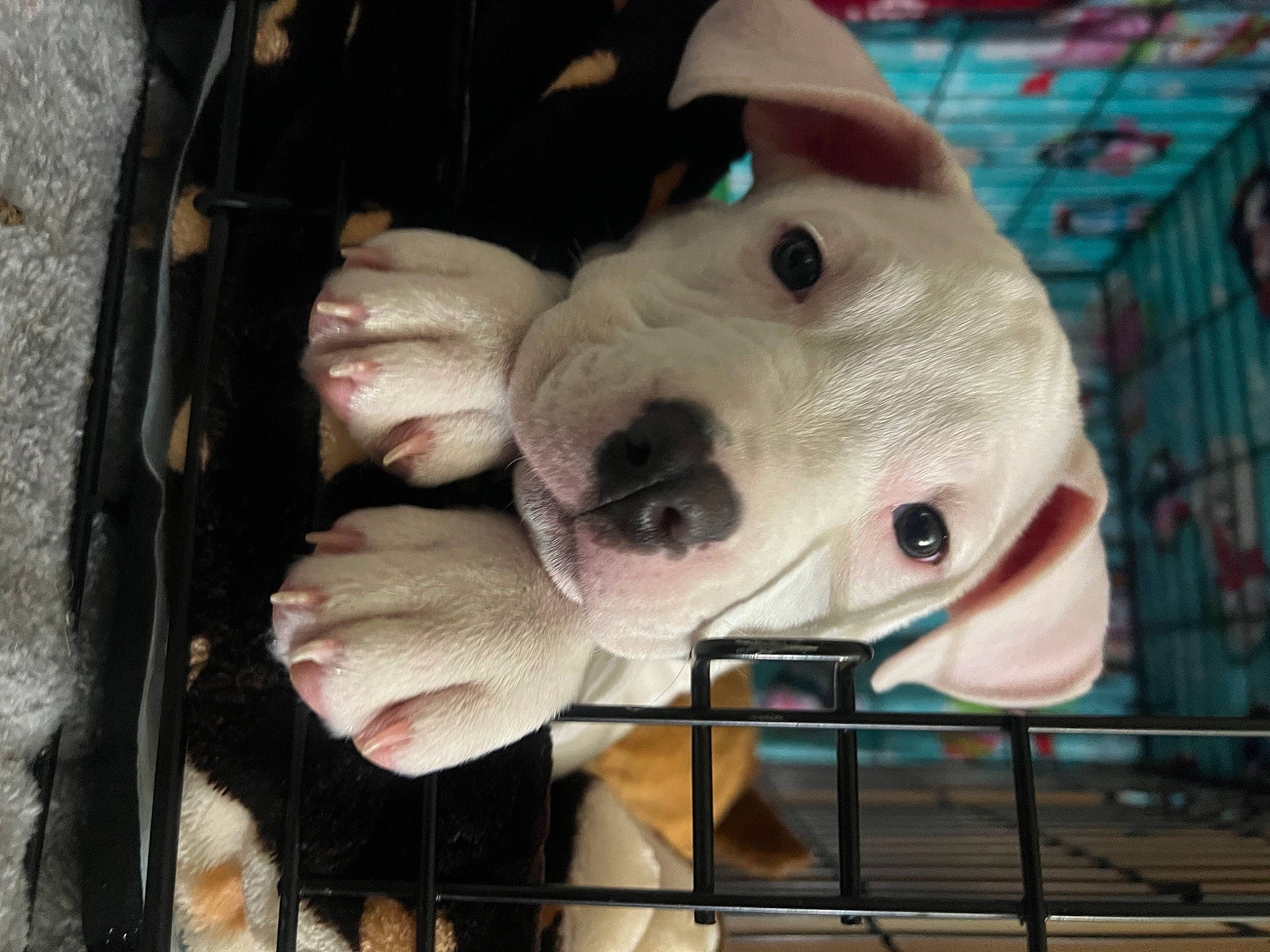 Sarabi is registered to the contest to win money with this photo: canidae, carnivore, companion_dog, dog, dog_breed, dog_supply, fang, fawn, fence, fur, jaw, non_sporting_group, personal_protective_equipment, pet_supply, snout, sporting_group, suidae, terrestrial_animal, working_animal