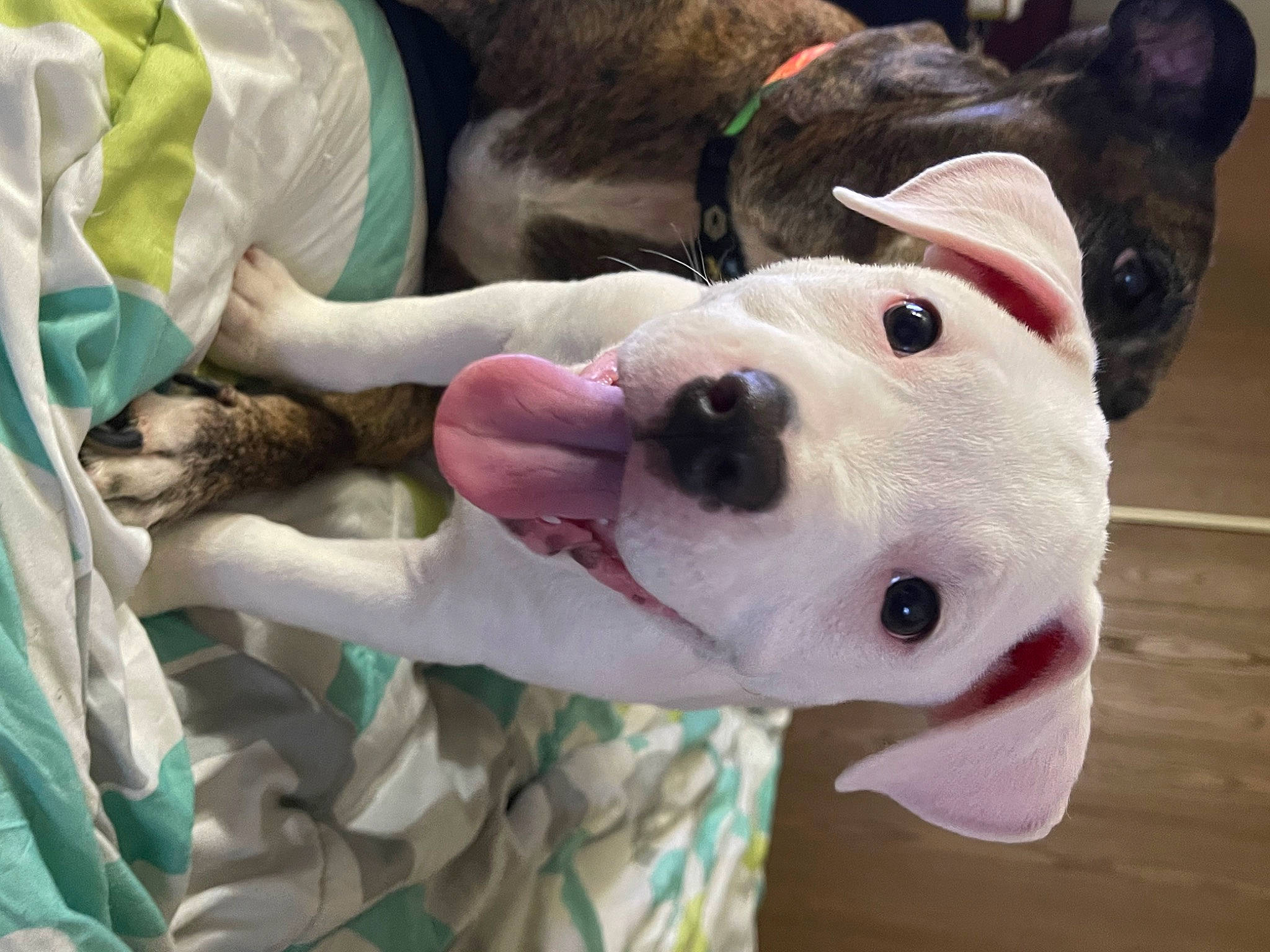 Sarabi joined the competition — help win amazing prizes! canidae, carmine, carnivore, collar, comfort, companion_dog, dog, dog_breed, dog_collar, dog_supply, ear, fawn, guard_dog, jaw, mammal, pet_supply, snout, sporting_group, whiskers, working_animal