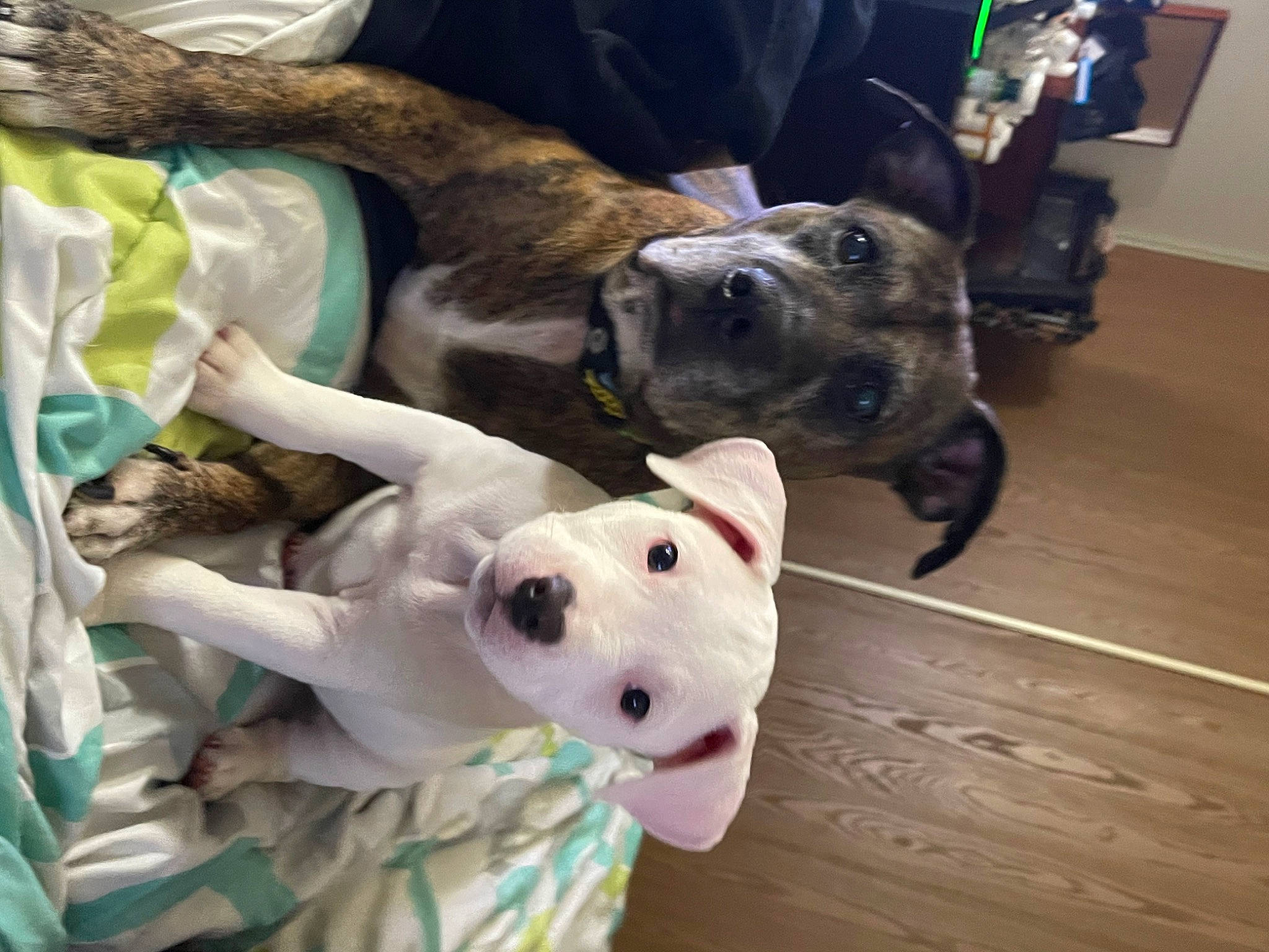 Sarabi joined the competition — help win amazing prizes! canidae, carnivore, collar, companion_dog, dog, dog_breed, dog_collar, dog_supply, fawn, flooring, guard_dog, hardwood, luggage_and_bags, pet_supply, sighthound, snout, sporting_group, whiskers, wood, working_animal