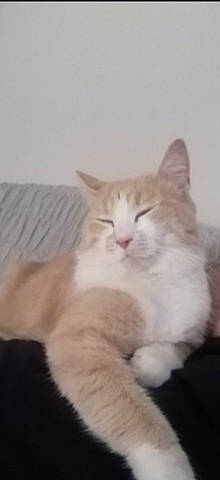 Pompon a rejoint le concours — aidez-le/la à gagner de superbes lots ! aegean_cat, british_semi_longhair, carnivore, cat, domestic_long_haired_cat, felidae, fur, kitten, maine_coon, mammal, norwegian_forest_cat, persian, polydactyl_cat, ragamuffin, ragdoll, siberian, small_to_medium_sized_cats, turkish_angora, vertebrate, whiskers