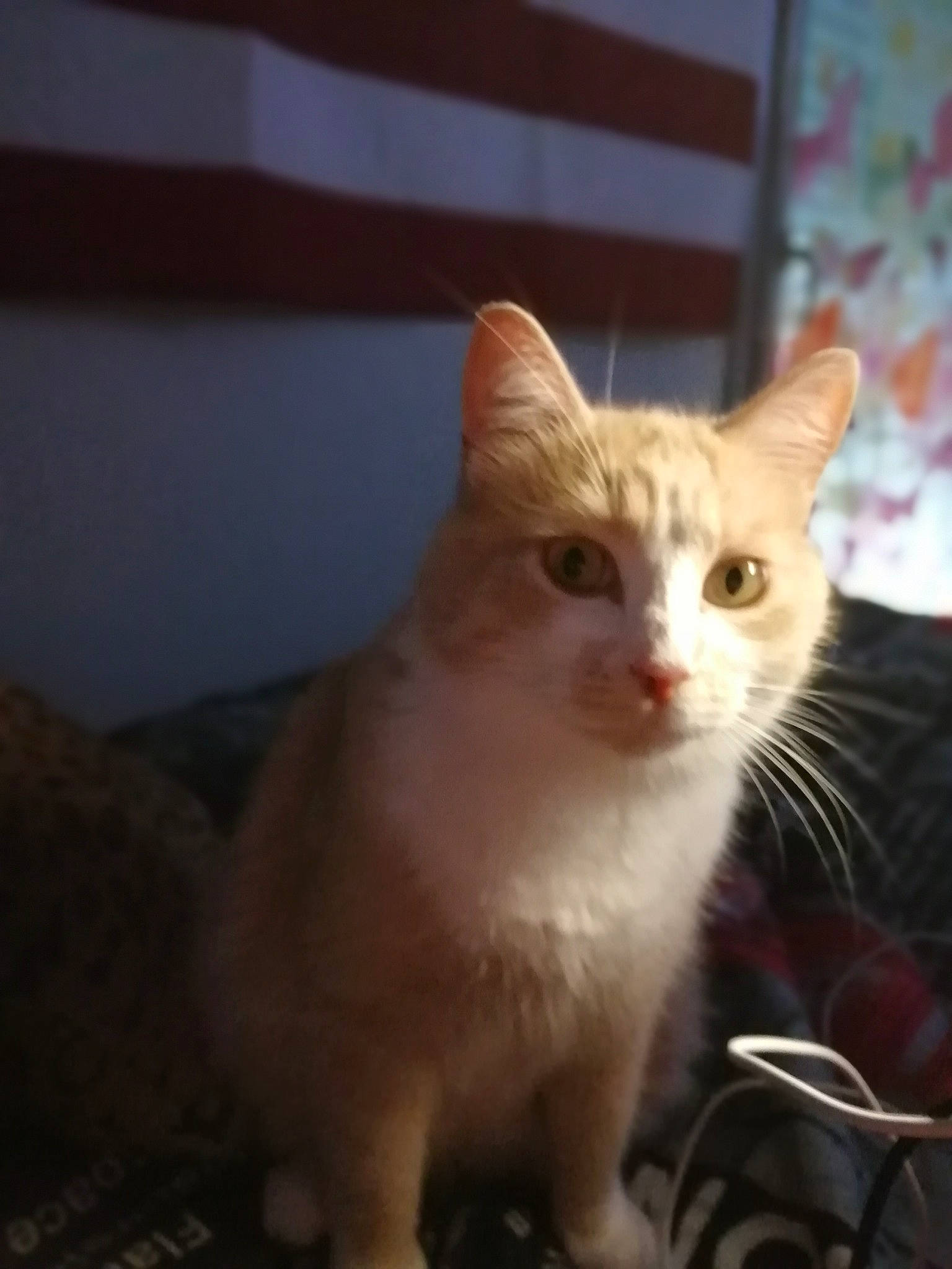 Pompon participe au concours pour gagner de l'argent avec cette photo : aegean_cat, american_curl, american_wirehair, asian, burmilla, carnivore, cat, domestic_short_haired_cat, european_shorthair, fawn, felidae, fur, kitten, mammal, polydactyl_cat, small_to_medium_sized_cats, turkish_angora, turkish_van, vertebrate, whiskers