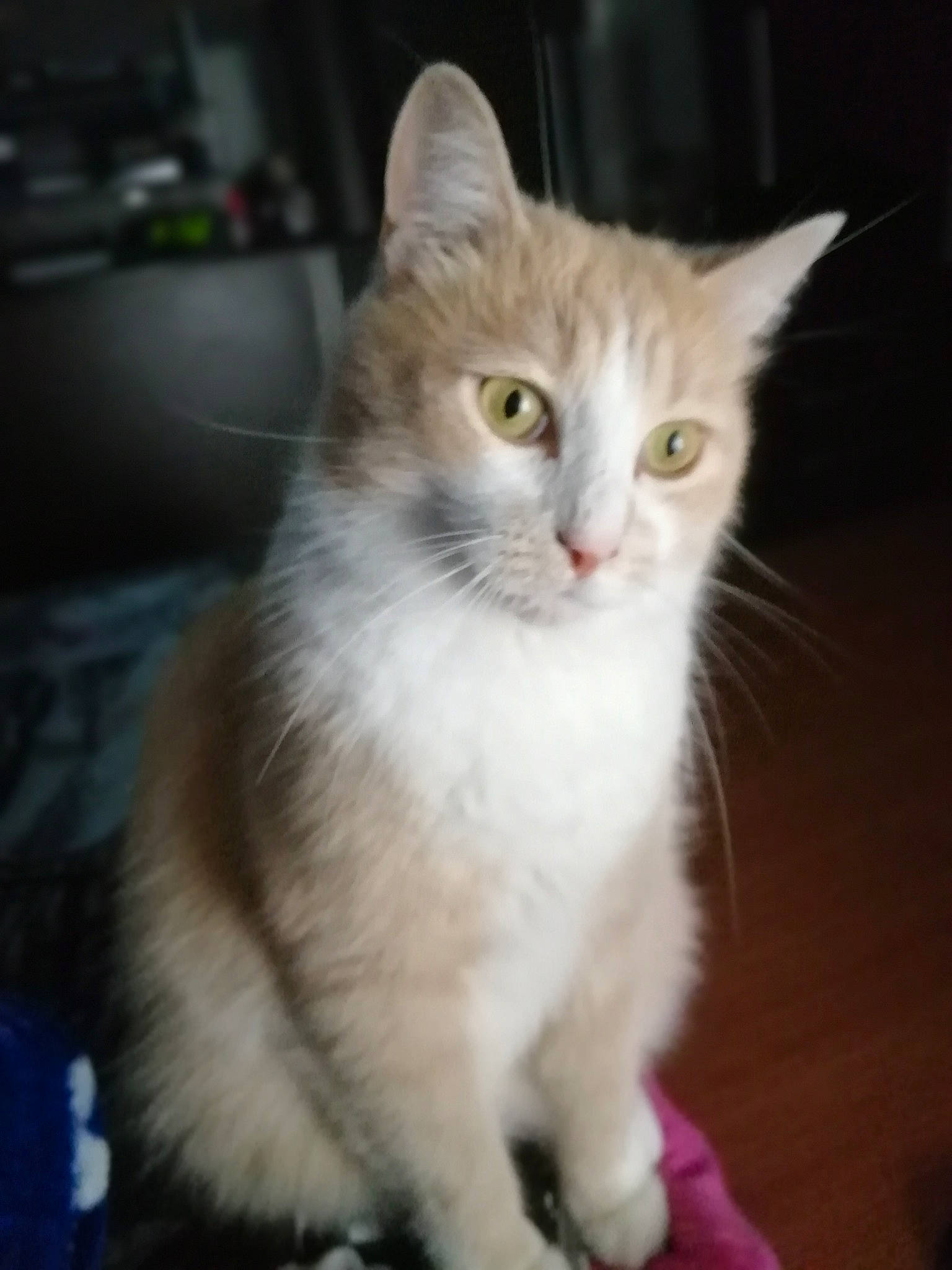 Pompon participe au concours pour gagner de l'argent avec cette photo : aegean_cat, american_wirehair, asian, asian_semi_longhair, british_semi_longhair, burmilla, carnivore, cat, cymric, domestic_long_haired_cat, domestic_short_haired_cat, felidae, javanese, mammal, ragamuffin, small_to_medium_sized_cats, turkish_angora, turkish_van, vertebrate, whiskers