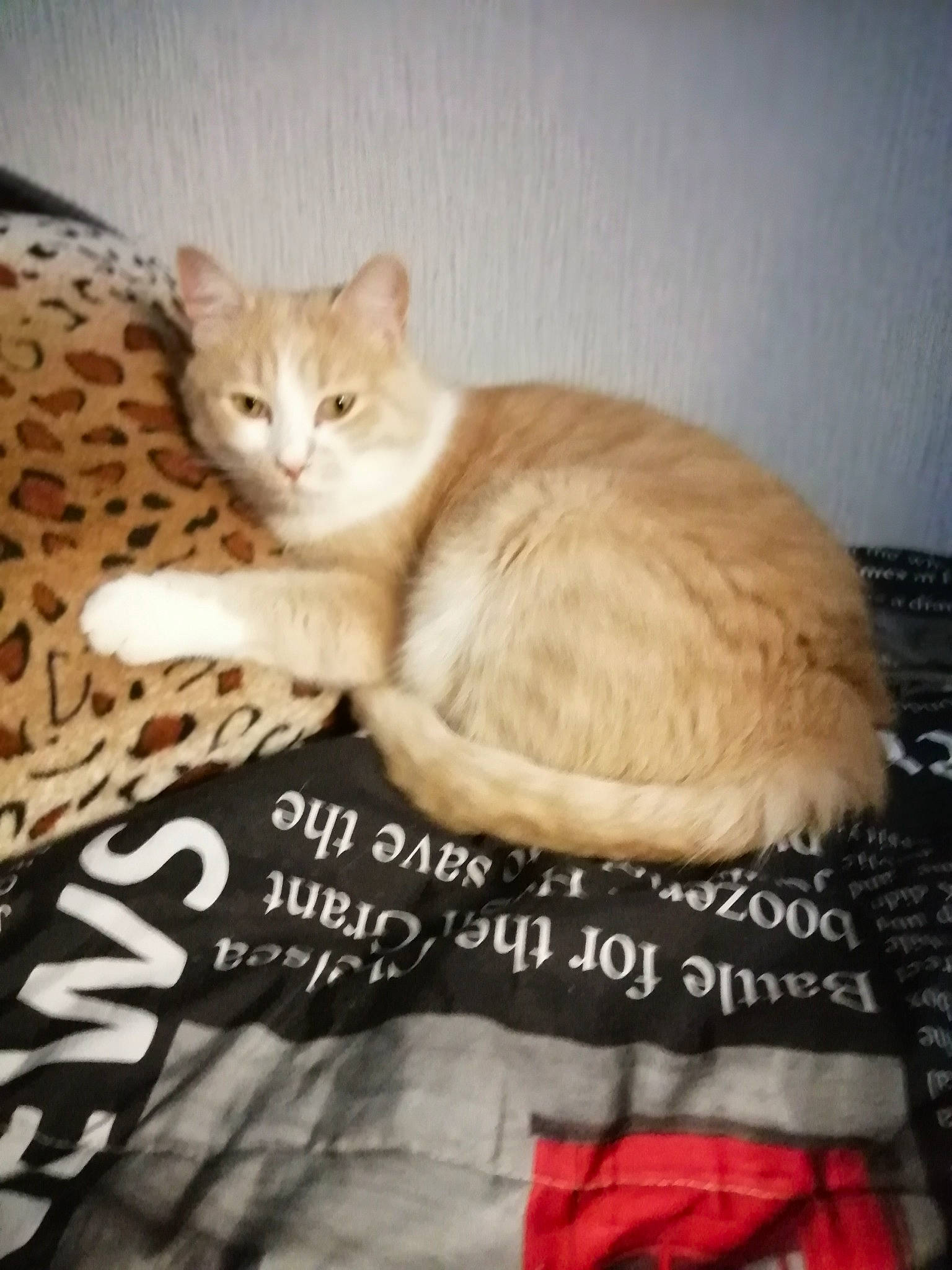 Pompon participe au concours pour gagner de l'argent avec cette photo : aegean_cat, asian, carnivore, cat, domestic_short_haired_cat, european_shorthair, felidae, kitten, mammal, paw, photo_caption, polydactyl_cat, small_to_medium_sized_cats, tabby_cat, tail, whiskers