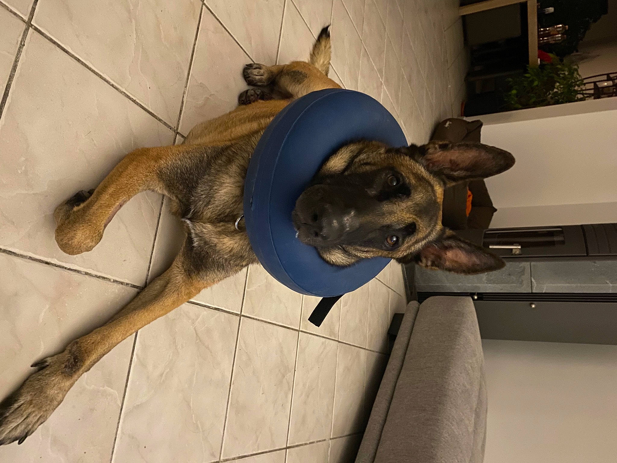 Orion participe au concours pour gagner de l'argent avec cette photo : canidae, carnivore, dog, dog_breed, fawn, flooring, fur, guard_dog, houseplant, liver, metal, non_sporting_group, snout, sporting_group, tail, terrestrial_animal, wood, working_animal