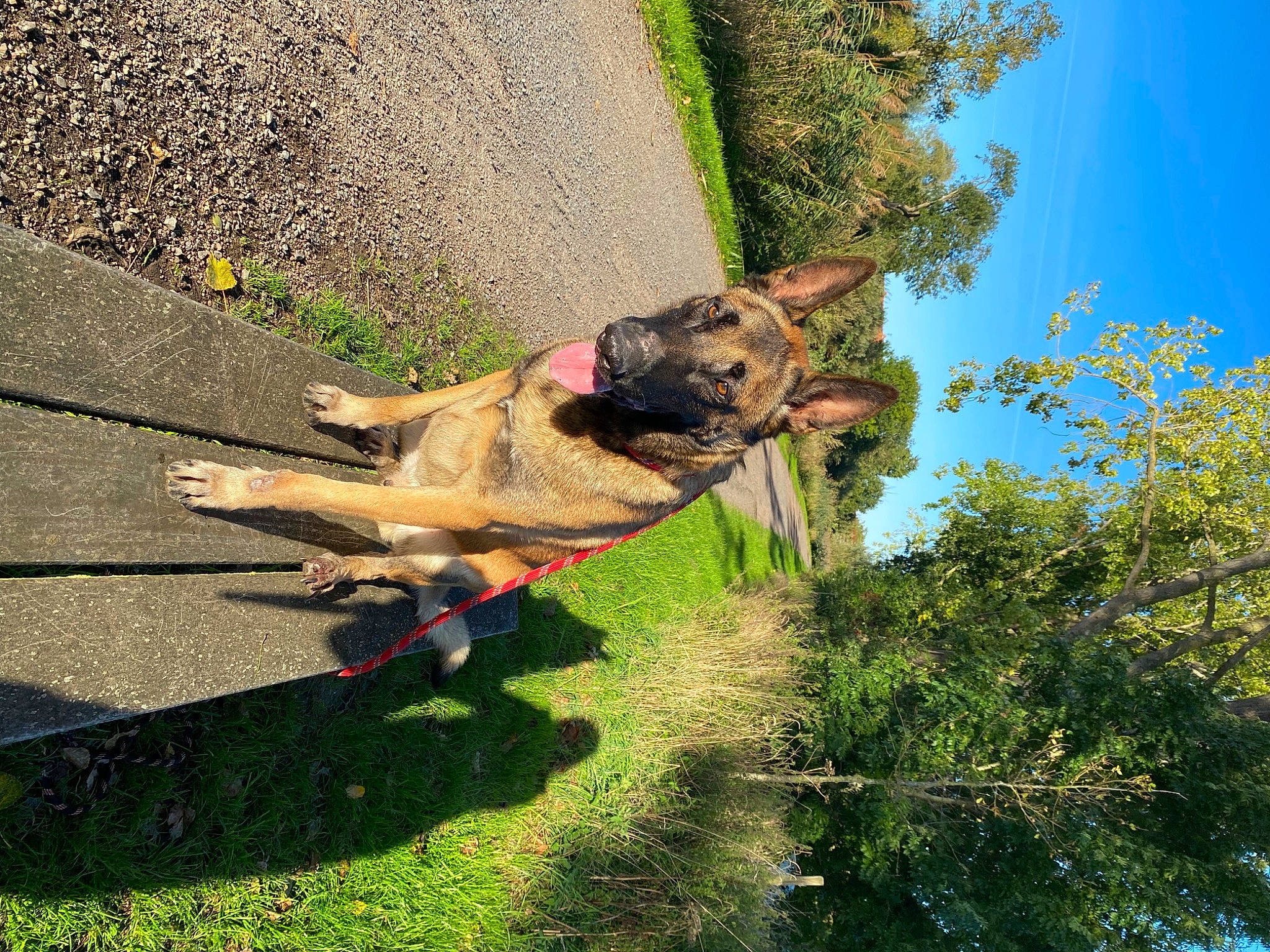 Orion a rejoint le concours — aidez-le/la à gagner de superbes lots ! adventure, carnivore, collar, companion_dog, dog, dog_breed, fawn, grass, landscape, leash, leisure, plant, recreation, shadow, sky, soil, sporting_group, tail, tree, trunk