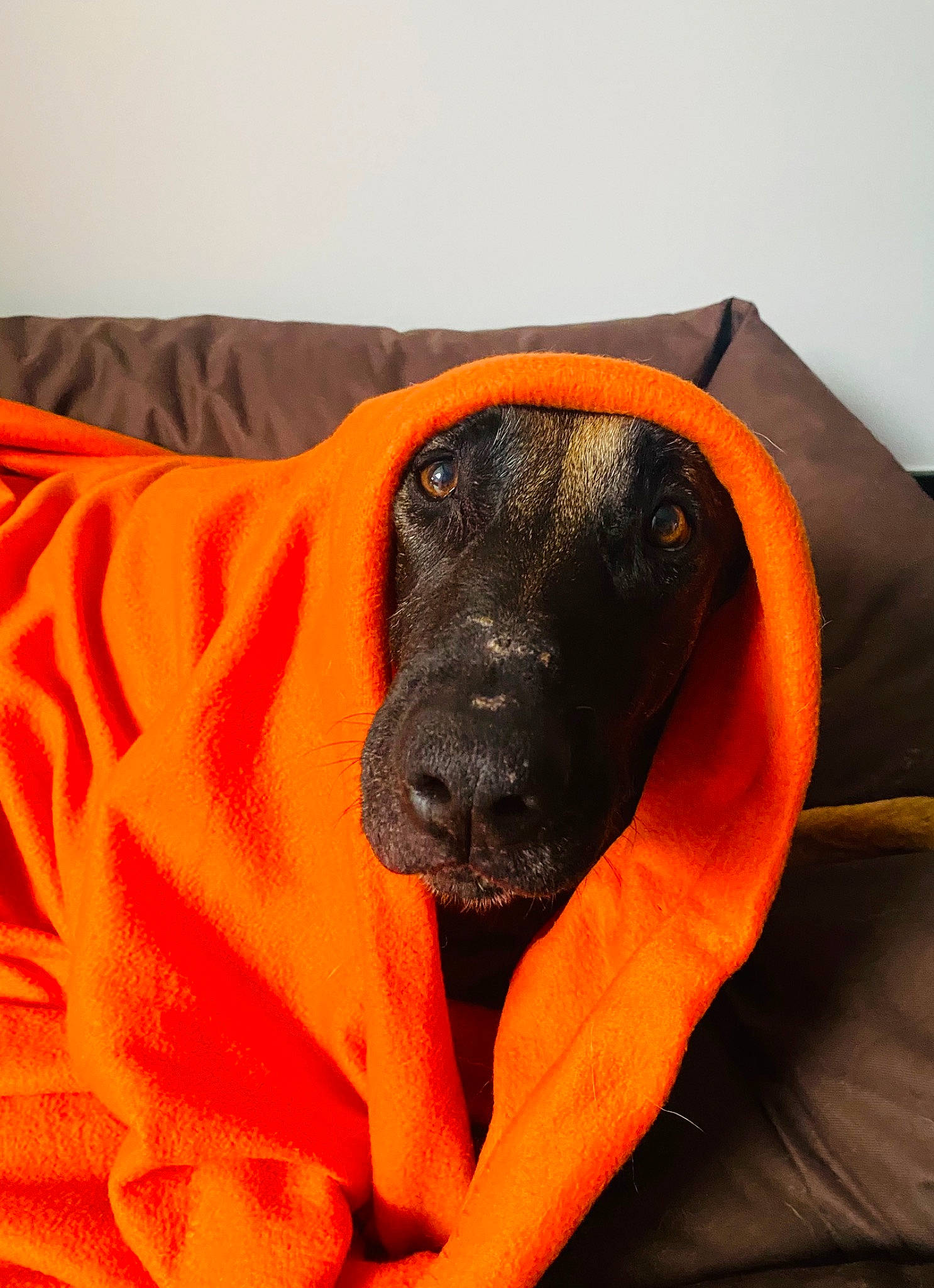 Orion a rejoint le concours — aidez-le/la à gagner de superbes lots ! borador, canidae, carnivore, comfort, companion_dog, couch, dog, dog_breed, dog_supply, fawn, fur, guard_dog, labrador_retriever, nap, orange, snout, sporting_group, terrestrial_animal, whiskers, working_animal