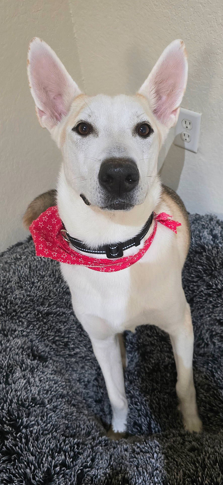Marley is registered to the contest to win money with this photo: accessories, animal, bandana, bulldog, canine, chihuahua, collar, dog, eskimodog, headband, hound, husky, jewelry, leash, necklace, pet, puppy, snout, strap, whitedog