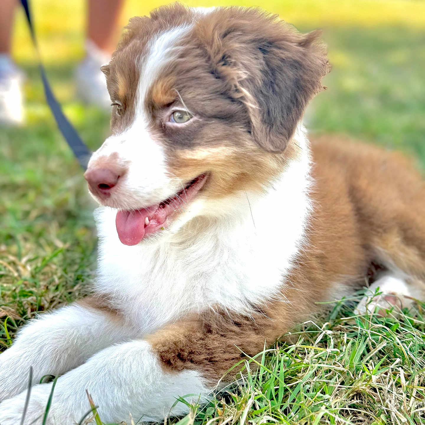 Sky participe au concours pour gagner de l'argent avec cette photo : accessories, animal, canine, cockerspaniel, collie, dog, field, grass, grassland, hound, husky, lawn, leash, nature, outdoors, person, pet, plant, puppy, strap