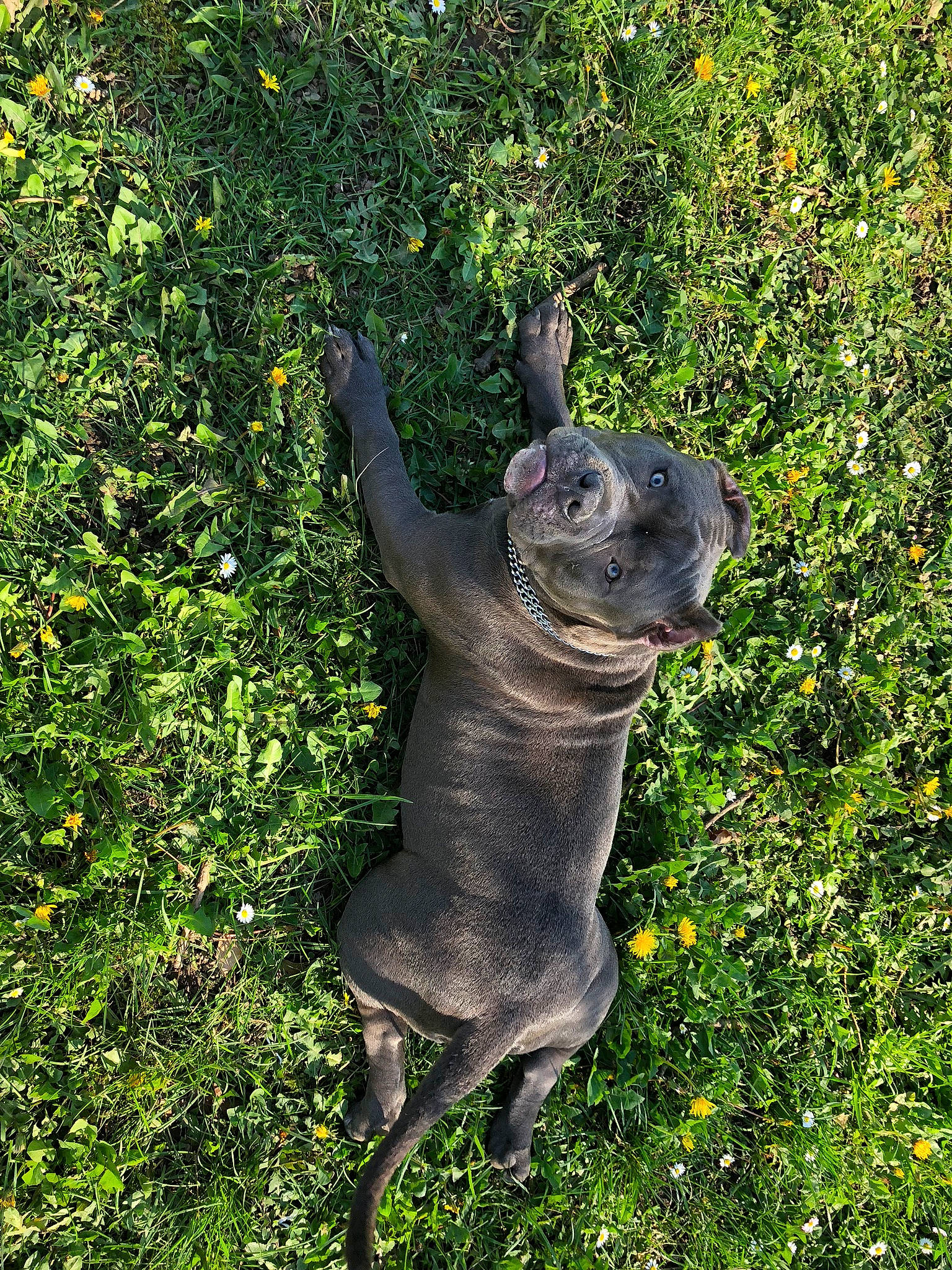 Blue a rejoint le concours — aidez-le/la à gagner de superbes lots ! animal_figure, art, dog_breed, fawn, fish, garden, grass, groundcover, hare, lawn_ornament, monument, plant, rabbit, sculpture, shrub, snout, statue, tail, terrestrial_animal, working_animal