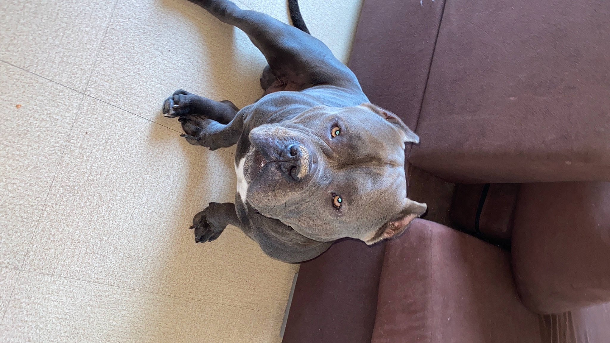 Blue participe au concours pour gagner de l'argent avec cette photo : art, artifact, bronze_sculpture, canidae, carving, creative_arts, dog_breed, fawn, fish, metal, reptile, sculpture, snout, statue, stone_carving, terrestrial_animal, visual_arts, wood, working_animal, wrinkle