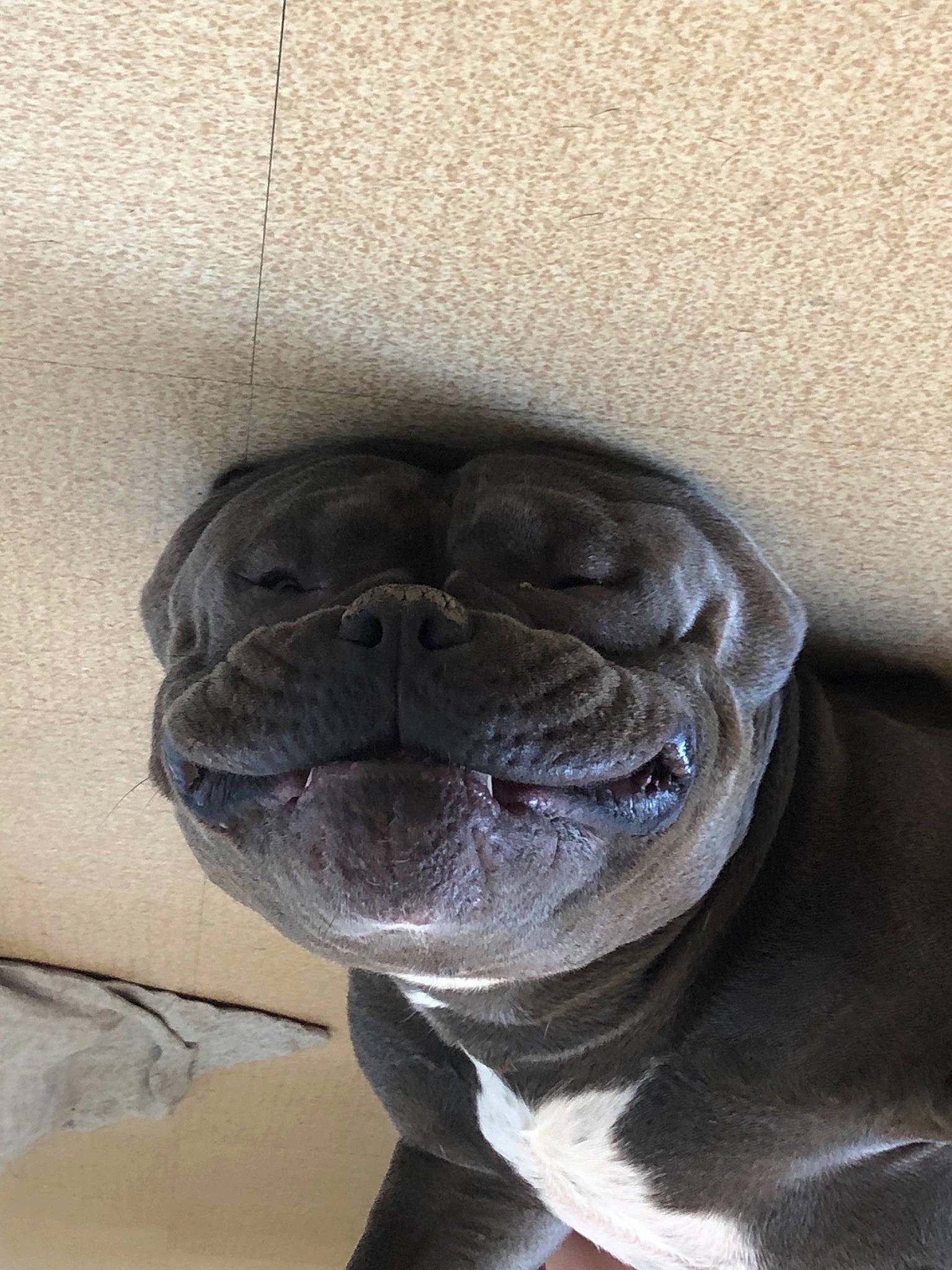 Blue a rejoint le concours — aidez-le/la à gagner de superbes lots ! art, canidae, carnivore, companion_dog, dog, dog_breed, door, fawn, non_sporting_group, plant, pug, snout, sporting_group, terrestrial_animal, toy_dog, whiskers, working_animal, wrinkle