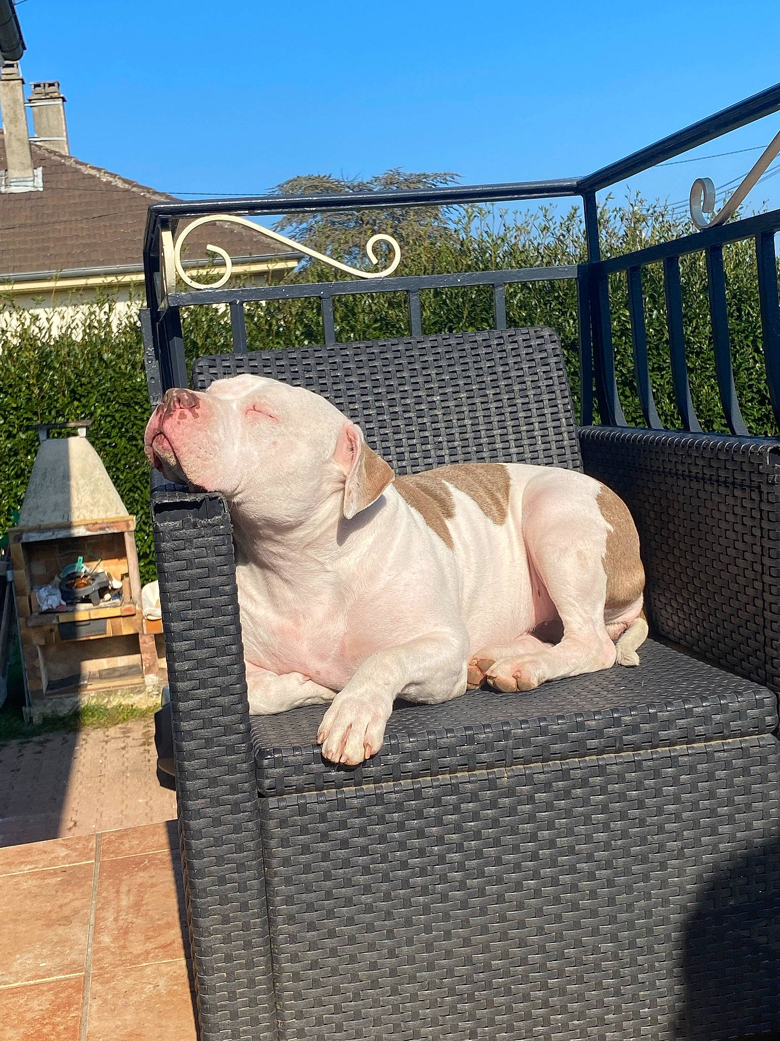 Kaya participe au concours pour gagner de l'argent avec cette photo : bulldog, canidae, carnivore, collar, comfort, companion_dog, dog, dog_breed, fawn, grass, leisure, outdoor_furniture, plant, sky, snout, sporting_group, tail, tree, working_animal, wrinkle