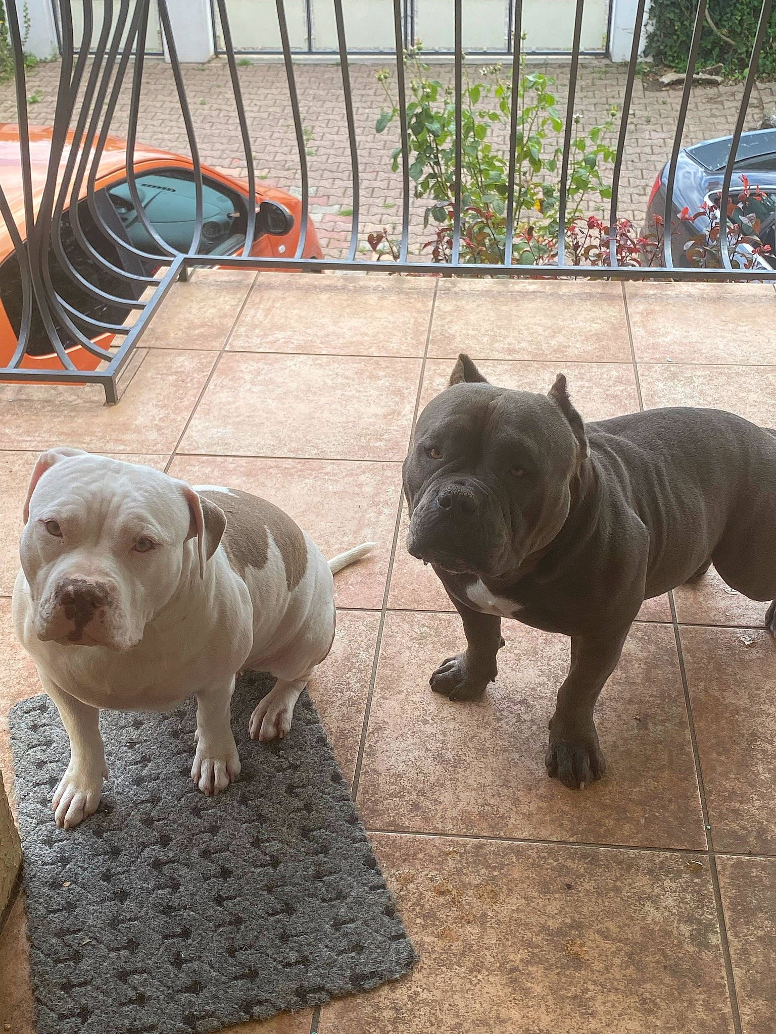 Kaya a rejoint le concours — aidez-le/la à gagner de superbes lots ! bulldog, carnivore, collar, companion_dog, dog, dog_breed, dog_collar, fawn, flooring, garden_hose, grass, outdoor_furniture, plant, snout, sporting_group, tail, toy_dog, water, working_animal, wrinkle