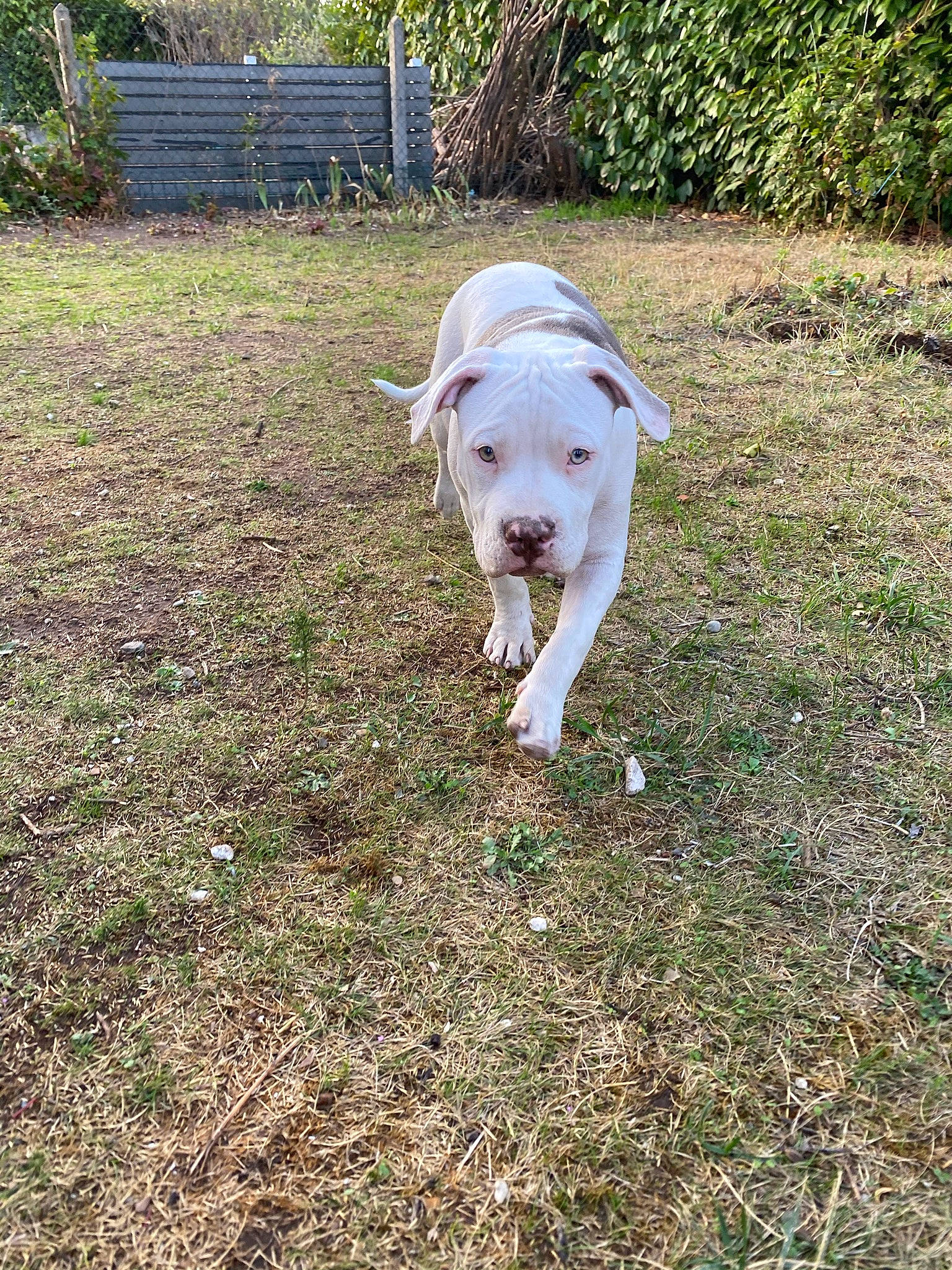 Kaya participe au concours pour gagner de l'argent avec cette photo : canidae, carnivore, companion_dog, dog, dog_breed, dogo_guatemalteco, fawn, grass, grass_family, grassland, groundcover, livestock, pasture, plant, snout, soil, sporting_group, tail, terrestrial_animal, working_animal