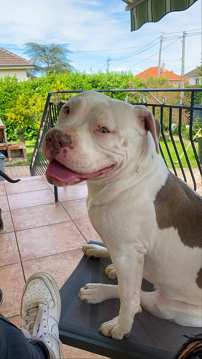 Kaya a rejoint le concours — aidez-le/la à gagner de superbes lots ! carnivore, chair, cloud, collar, companion_dog, dog, dog_breed, dog_collar, fawn, grass, liver, pet_supply, plant, sky, snout, sporting_group, tree, whiskers, working_animal, wrinkle