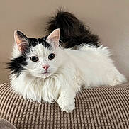 Chanel joined the competition — help win amazing prizes! cat, fluffy, white, black_markings, pet, indoor, cushion, texture, relaxed, feline, closeup, animal, portrait, whiskers, ears, paw, nose, eyes, fur, resting