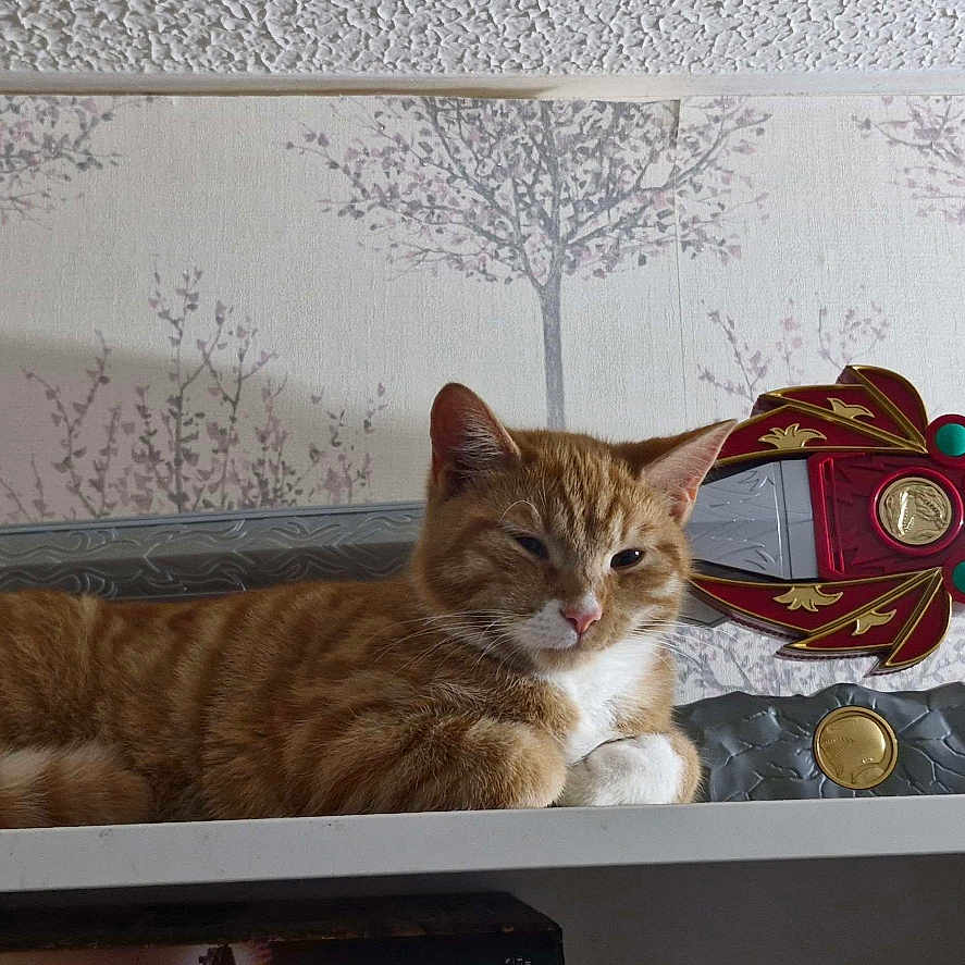 Saba joined the competition — help win amazing prizes! animal, architecture, building, cat, diningtable, furniture, gun, indoors, interiordesign, kitten, lamp, livingroom, manx, pet, plant, pottedplant, room, sword, wall, weapon