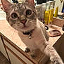 Inzo joined the competition — help win amazing prizes! bathroom, cabinet, cat, closeup, collar, countertop, curious, domestic, feline, fur, hairbrush, indoor, mirror, paw, pet, playful, sink, tile_floor, toiletries, whiskers