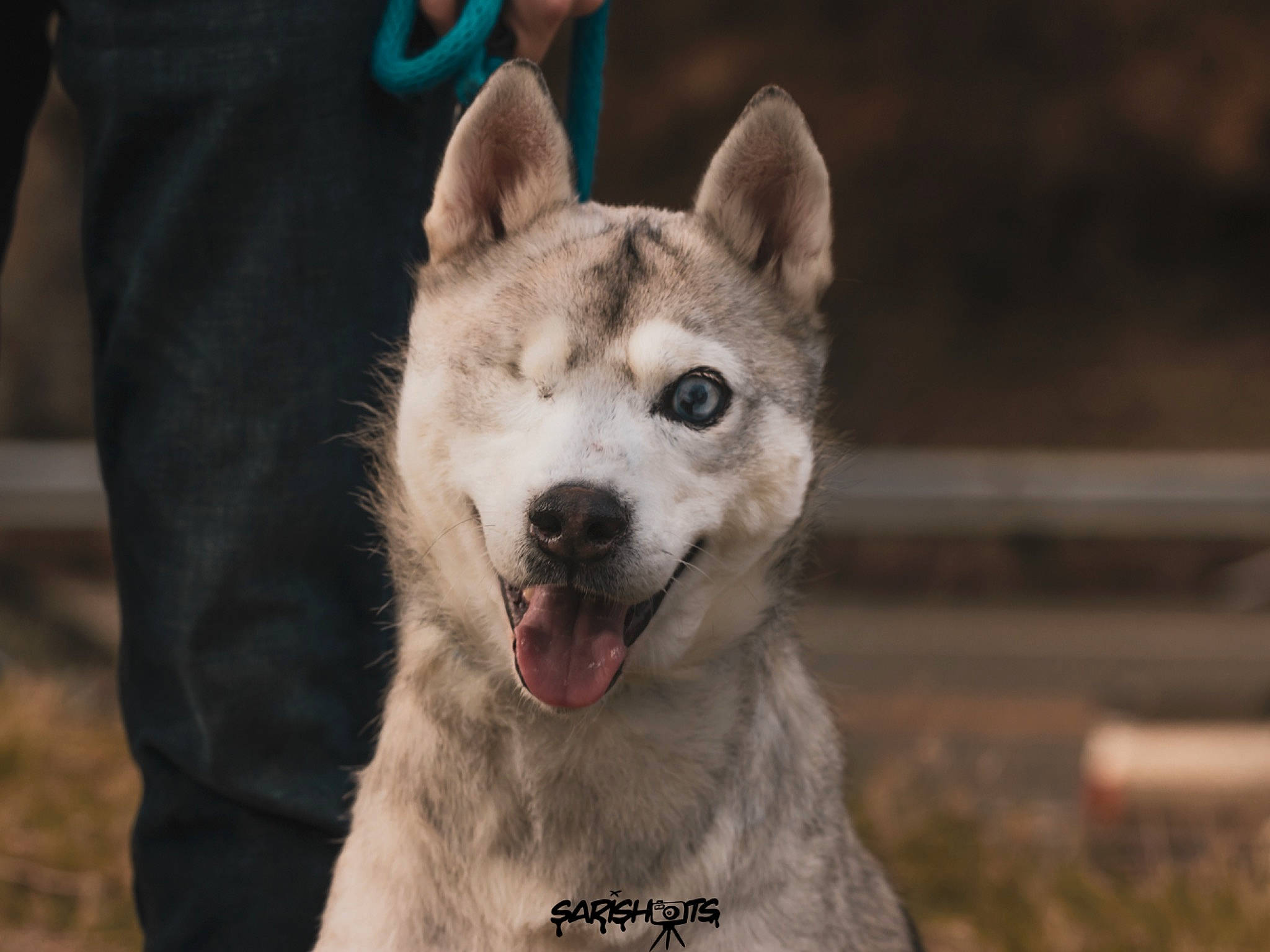 Thor is registered to the contest to win money with this photo: canaan_dog, canidae, carnivore, czechoslovakian_wolfdog, dog, dog_breed, east_siberian_laika, greenland_dog, korean_jindo_dog, mammal, northern_inuit_dog, saarloos_wolfdog, sakhalin_husky, seppala_siberian_sleddog, shikoku, siberian_husky, tamaskan_dog, vertebrate, west_siberian_laika, wolfdog
