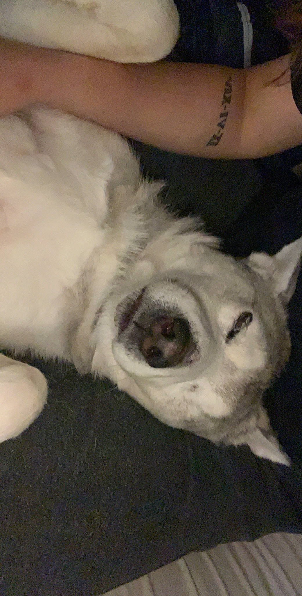 Thor is registered to the contest to win money with this photo: canidae, carnivore, cat, dog_breed, ear, felidae, fur, paw, whiskers