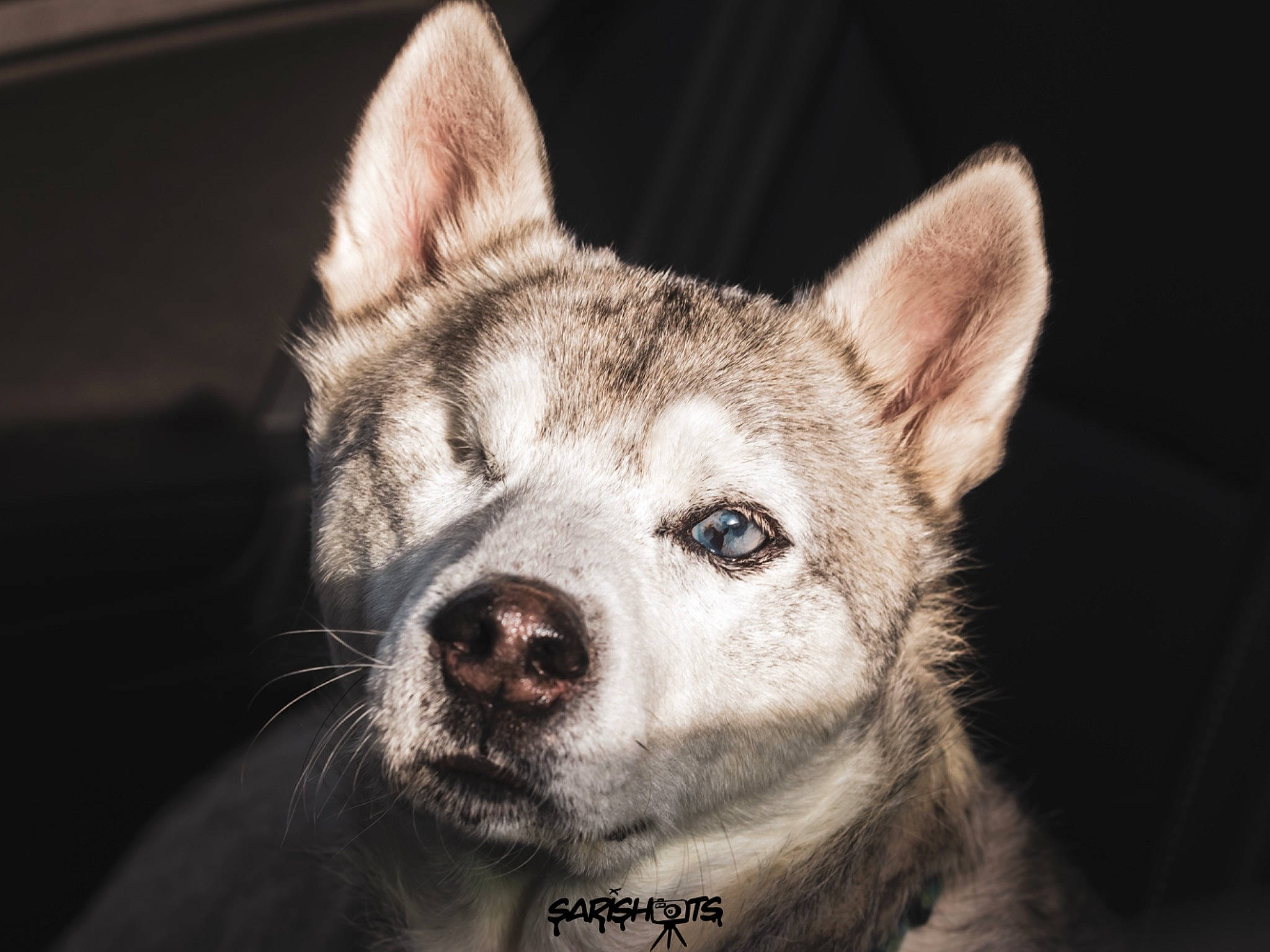 Thor is registered to the contest to win money with this photo: canidae, carnivore, close_up, dog, dog_breed, east_siberian_laika, eye, greenland_dog, jamthund, mammal, northern_inuit_dog, nose, saarloos_wolfdog, sakhalin_husky, seppala_siberian_sleddog, siberian_husky, snout, vertebrate, whiskers, wolfdog
