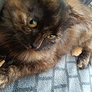 Fidji participe au concours pour gagner de l'argent avec cette photo : cat, tortoiseshell, furry, pet, animal, closeup, eyes, blanket, resting, indoor, fur, cute, sleepy, whiskers, soft, mammal, laying, pattern, cozy, relaxed