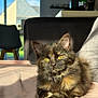 Fidji participe au concours pour gagner de l'argent avec cette photo : cat, tortoiseshell, fluffy, indoor, sunlight, blanket, relaxed, yellow_eyes, pet, feline, cozy, home, chair, window, soft, animal, resting, cute, fur, portrait
