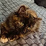 Fidji participe au concours pour gagner de l'argent avec cette photo : kitten, cat, tortoiseshell, fluffy, yellow_eyes, paws, blanket, gray, texture, indoor, pet, cute, animal, fur, resting, young, portrait, whiskers, ears, soft