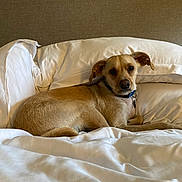 Brody is registered to the contest to win money with this photo: dog, bed, white_bedding, tan_dog, collar, indoor, resting, pet, canine, fur, comfort, relaxed, looking_at_camera, pillow, blanket, home, animal, sleeping_area, furniture, quiet