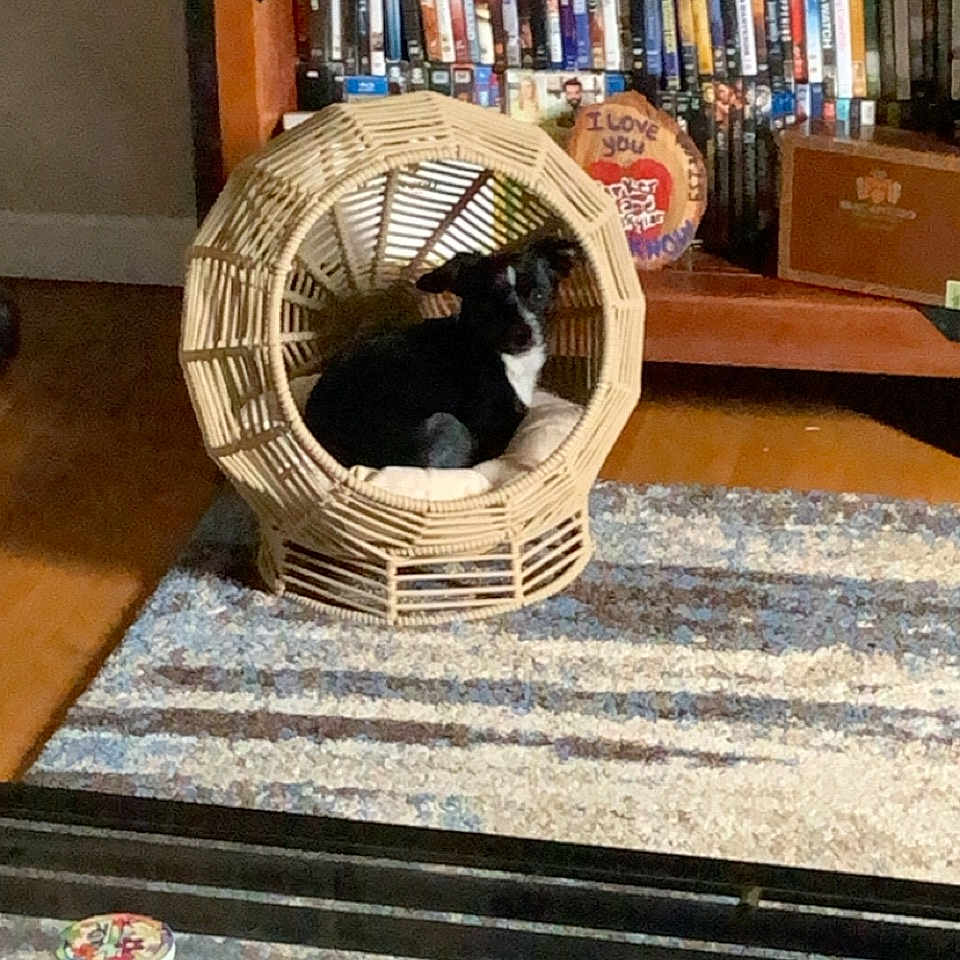 Cleo