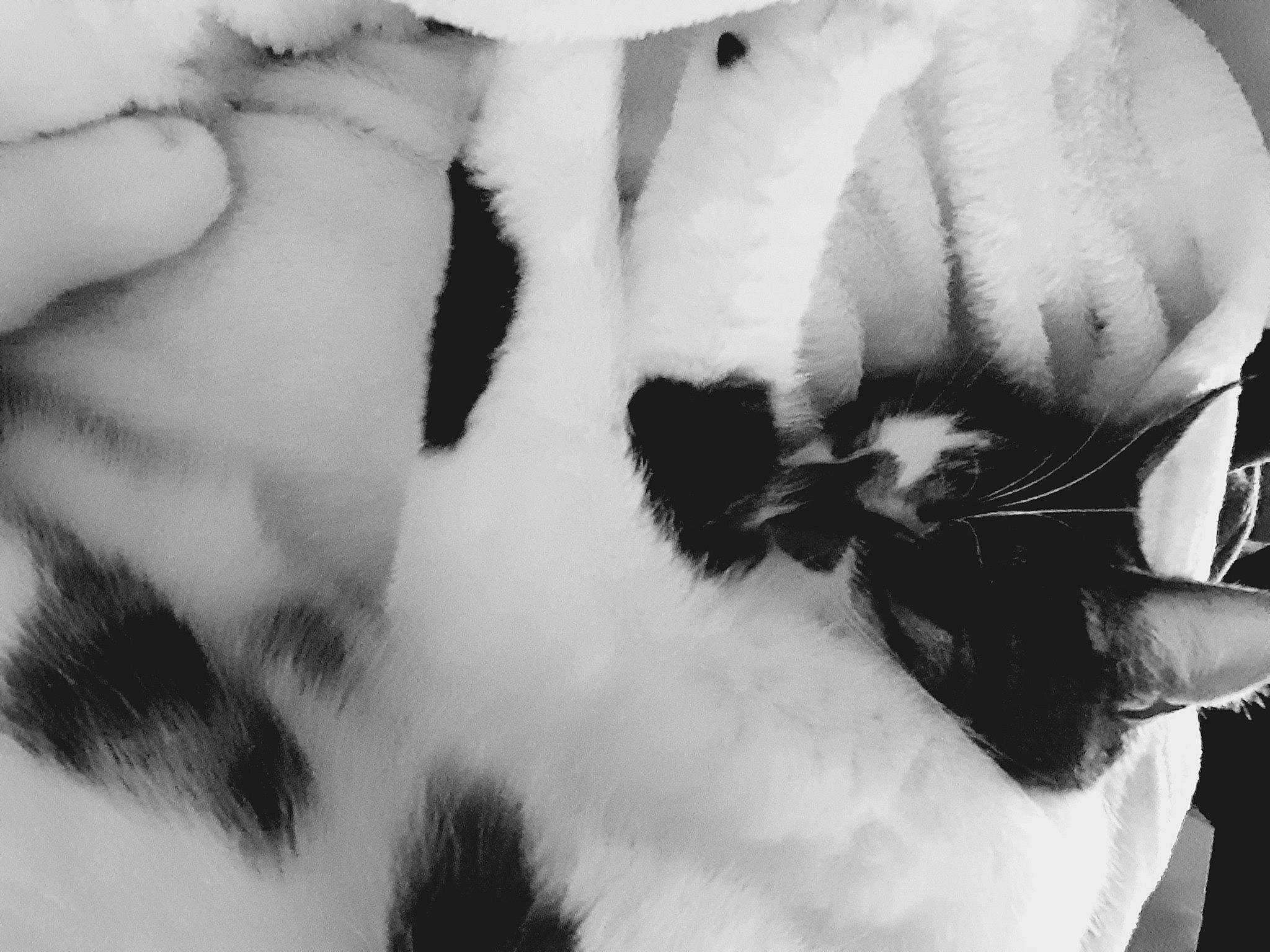 Milo participe au concours pour gagner de l'argent avec cette photo : art, black_and_white, carnivore, cat, dog_breed, feather, felidae, fur, monochrome, monochrome_photography, pattern, paw, petal, small_to_medium_sized_cats, snout, style, tail, terrestrial_animal, whiskers, wildlife