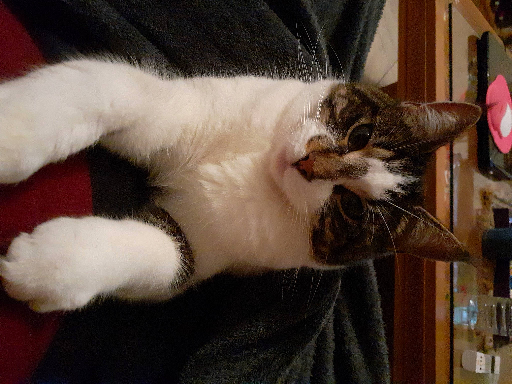 Milo a rejoint le concours — aidez-le/la à gagner de superbes lots ! carnivore, cat, cat_supply, claw, comfort, domestic_short_haired_cat, ear, fawn, felidae, fur, nap, paw, pet_supply, small_to_medium_sized_cats, snout, tail, whiskers