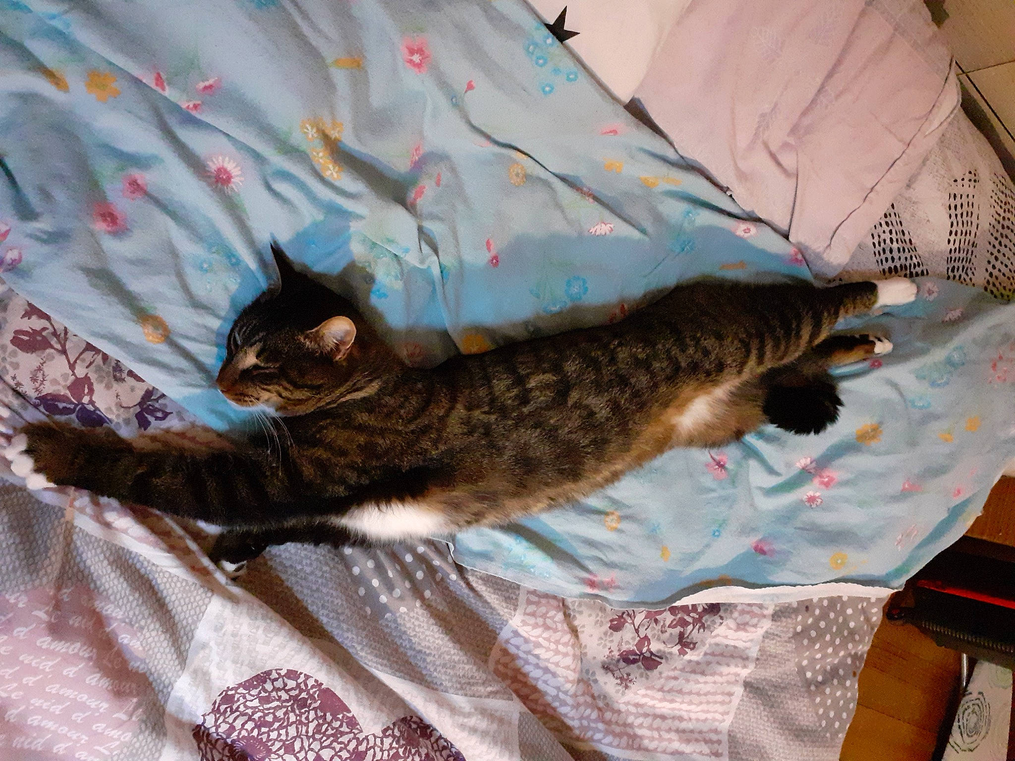 Aramis a rejoint le concours — aidez-le/la à gagner de superbes lots ! bed, bed_sheet, bedding, carnivore, cat, claw, comfort, domestic_short_haired_cat, felidae, fur, linens, mammal, nap, paw, room, small_to_medium_sized_cats, tail, textile, vertebrate, whiskers