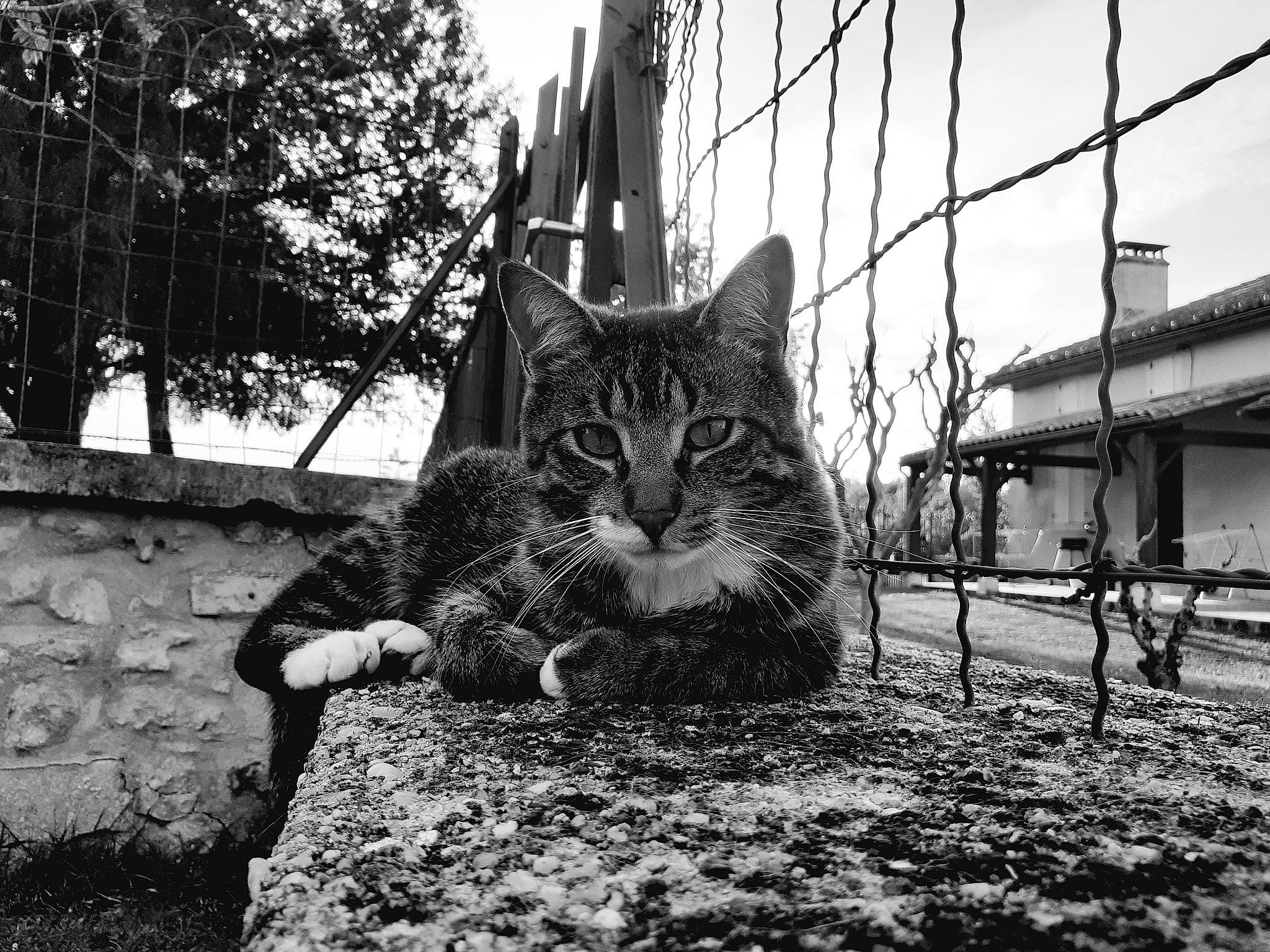 Aramis a rejoint le concours — aidez-le/la à gagner de superbes lots ! black, black_and_white, carnivore, cat, domestic_short_haired_cat, felidae, fence, fur, grass, grey, monochrome, monochrome_photography, plant, sky, small_to_medium_sized_cats, snout, style, tree, whiskers, wood
