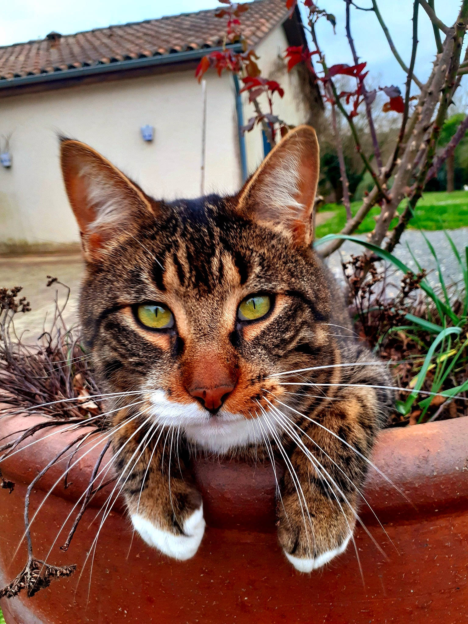 Aramis participe au concours pour gagner de l'argent avec cette photo : art, building, carnivore, cat, claw, domestic_short_haired_cat, eye, fawn, felidae, fur, grass, plant, sky, small_to_medium_sized_cats, snout, terrestrial_animal, tree, whiskers, wildlife, window